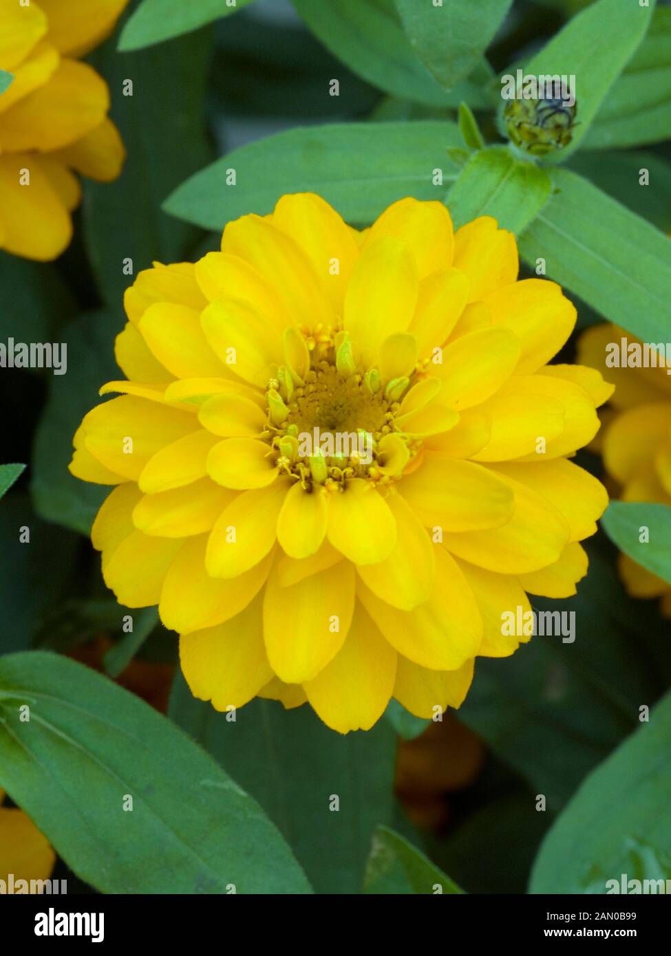 ZINNIA PROFUSION DOUBLE GOLDEN Stock Photo Alamy