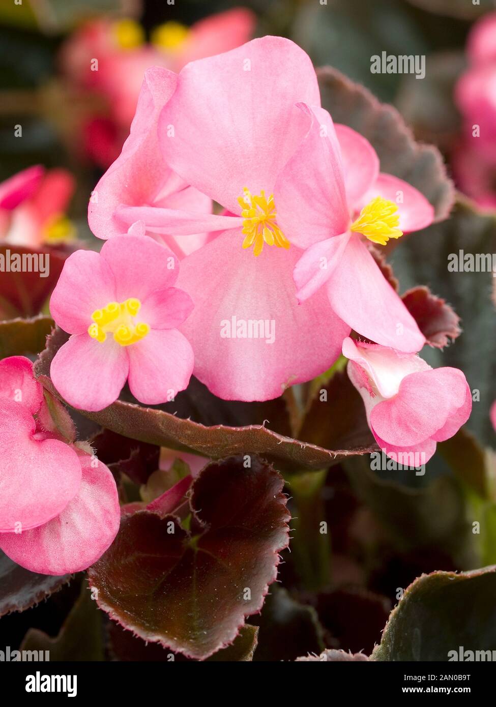 BEGONIA EUREKA BRONZE LEAF DEEP ROSE Stock Photo Alamy