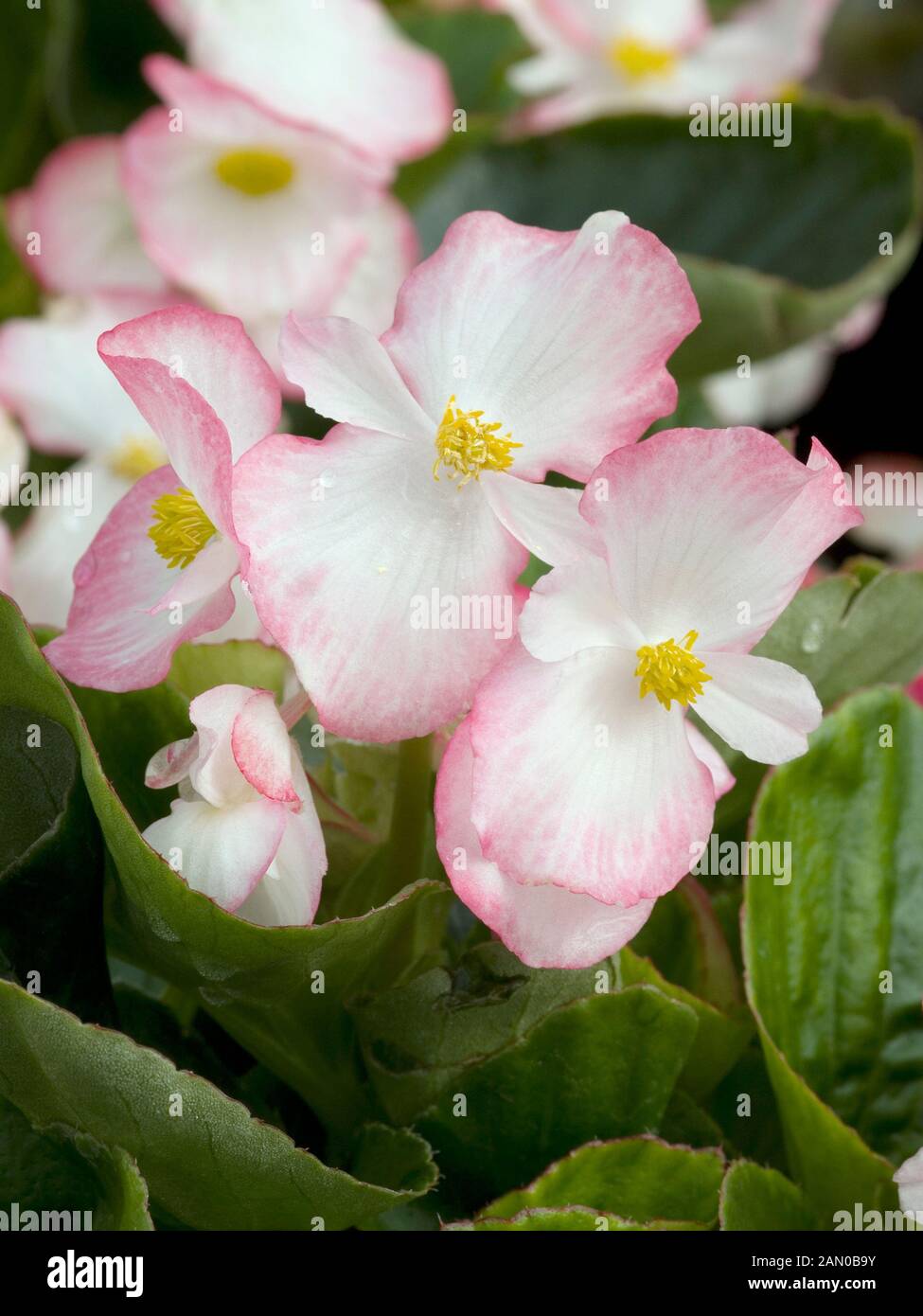 BEGONIA VOLUMIA ROSE BICOLOR Stock Photo Alamy