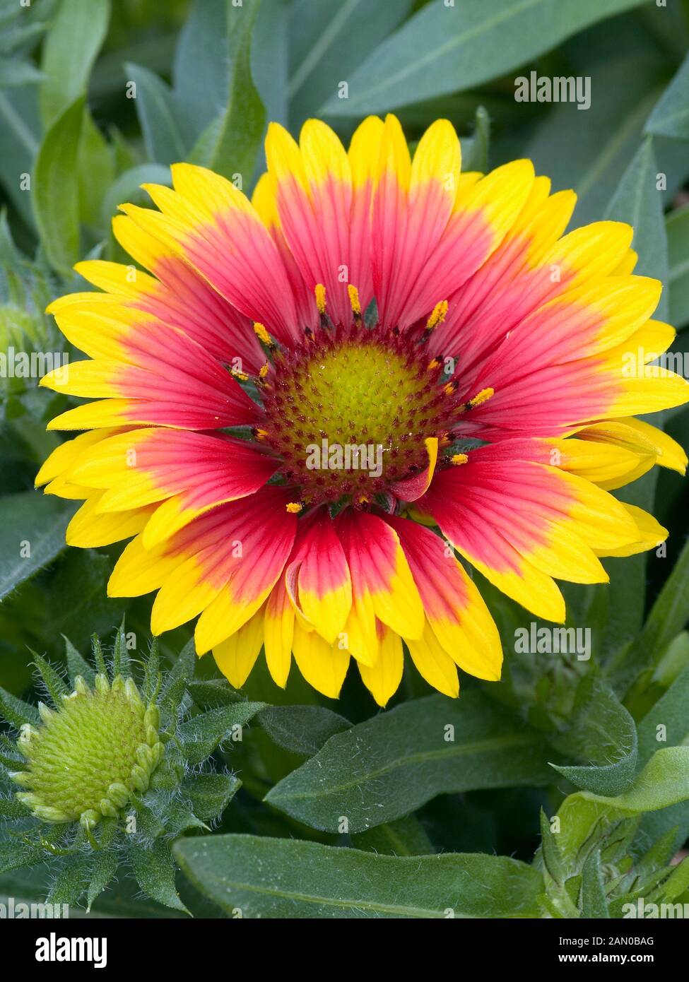GAILLARDIA ARISTATA SUNBURST SCARLET HALO Stock Photo Alamy