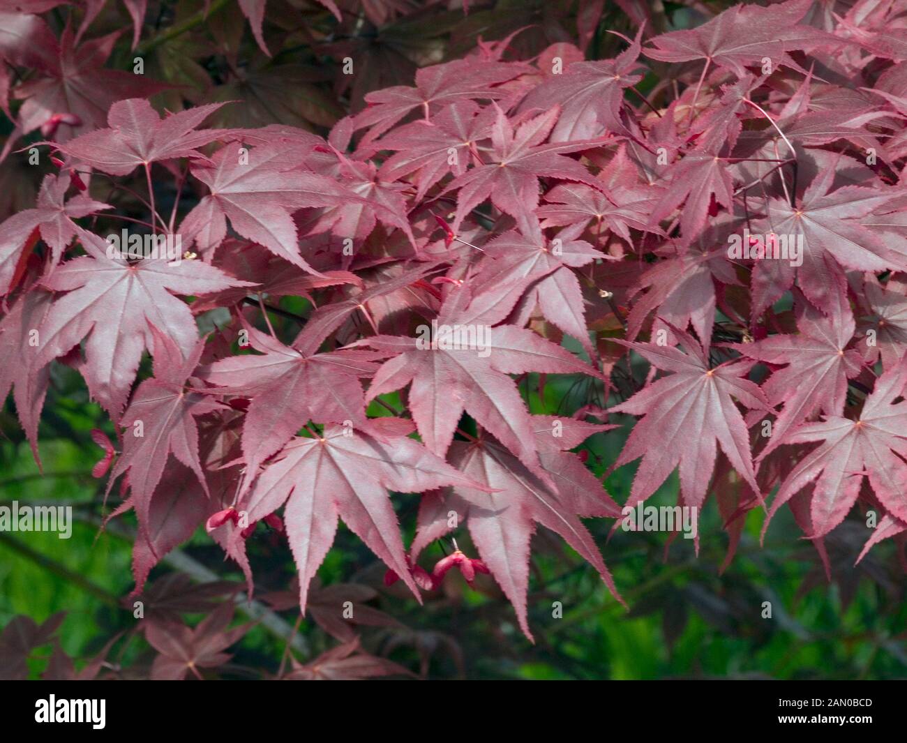 Acer Palmatum Bloodgood Hi-res Stock Photography And Images - Alamy