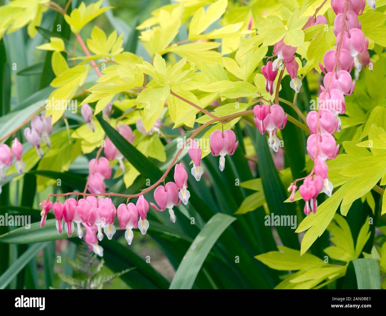 DICENTRA SPECTABILIS GOLD HEART Stock Photo Alamy
