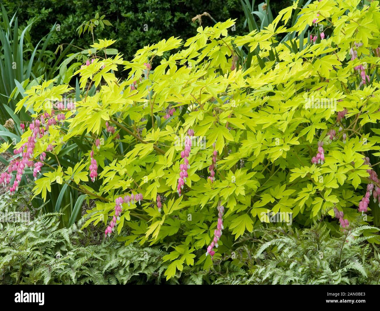 DICENTRA SPECTABILIS GOLD HEART Stock Photo Alamy