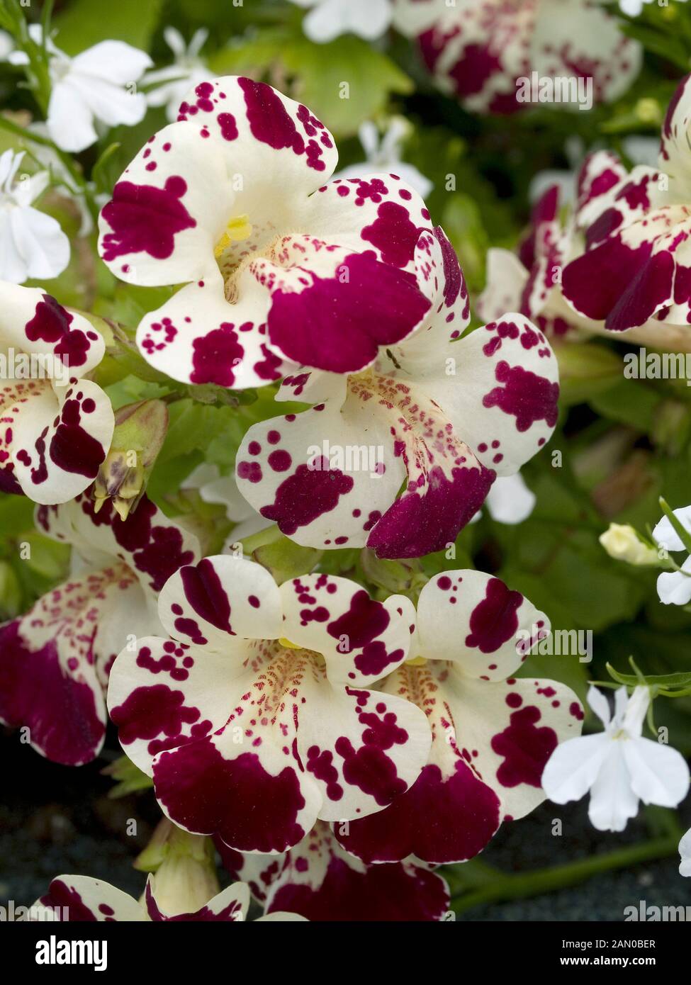 MIMULUS MAGIC WHITE WITH BLOTCH Stock Photo - Alamy