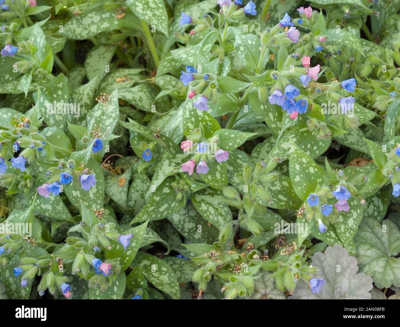 Irish Spring Tree Irish Spring High Resolution Stock Photography and Images - Alamy