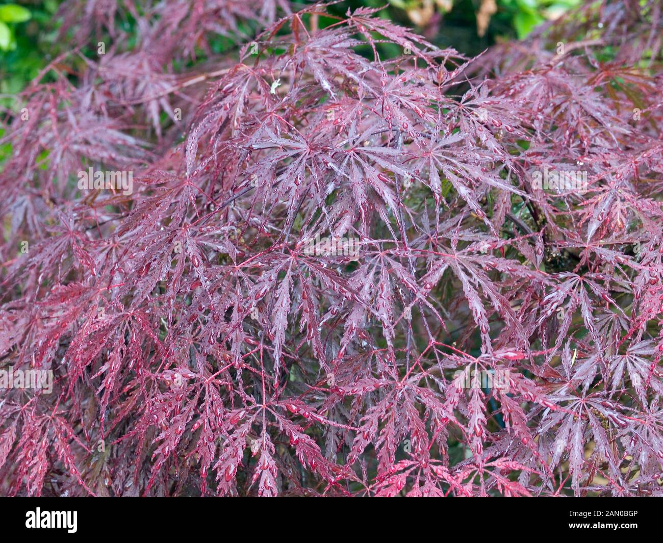 ACER PALMATUM DISSECTUM TAMUKEYAMA Stock Photo