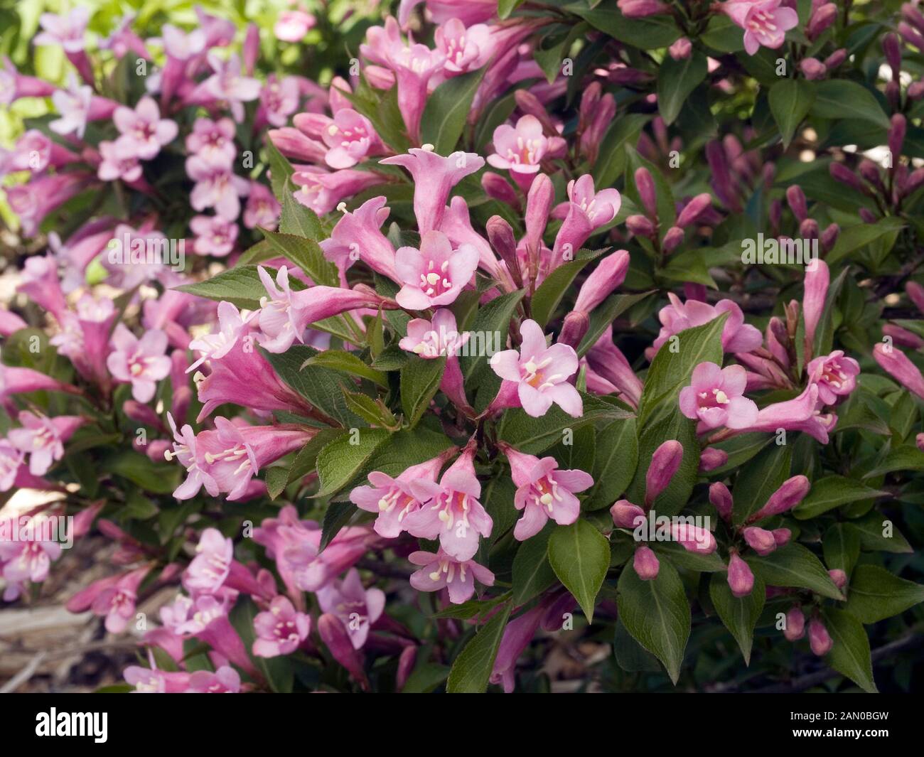 WEIGELA FLORIDA PINK POPPET Stock Photo Alamy