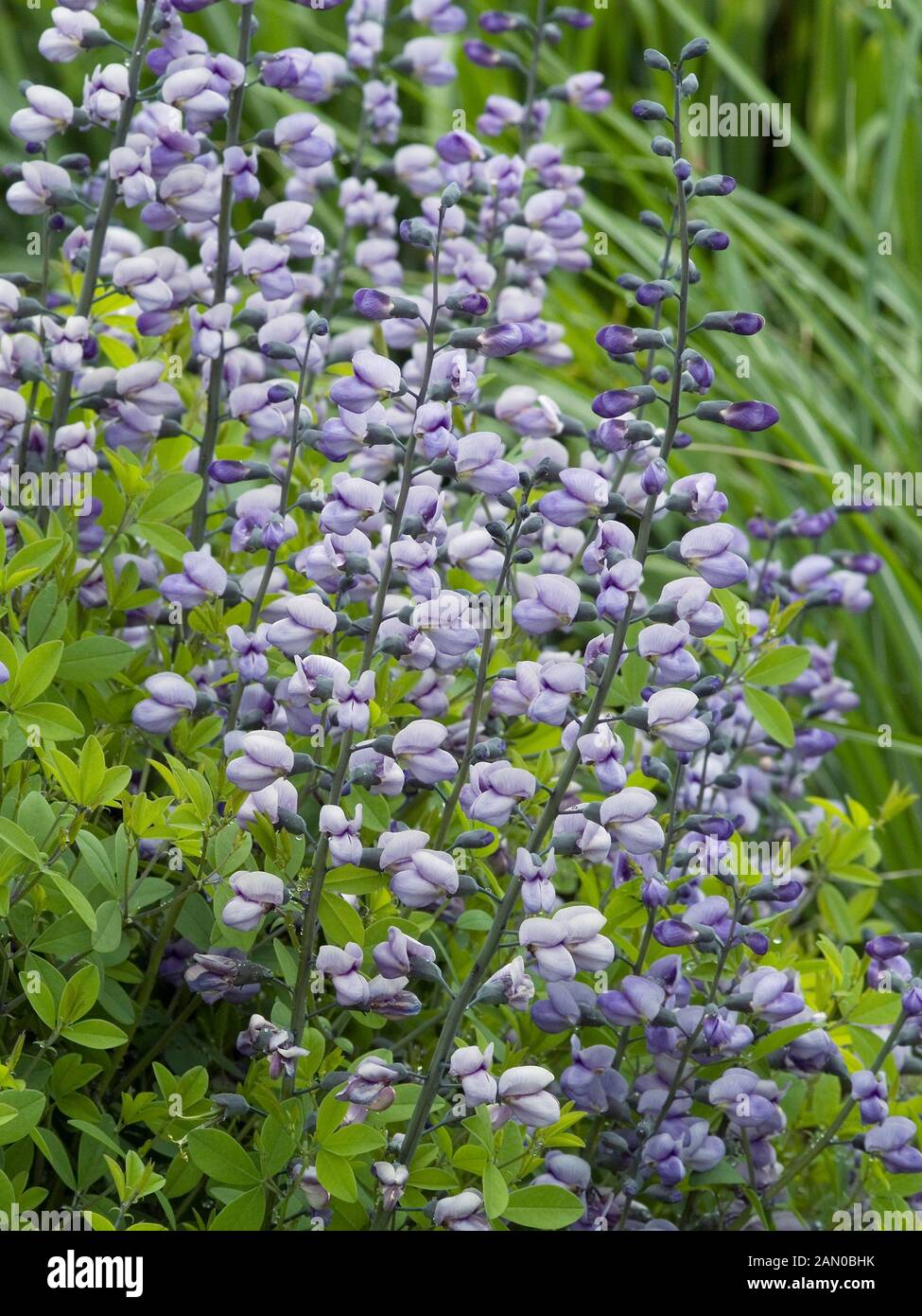 Baptisia Purple Smoke Stock Photo Alamy