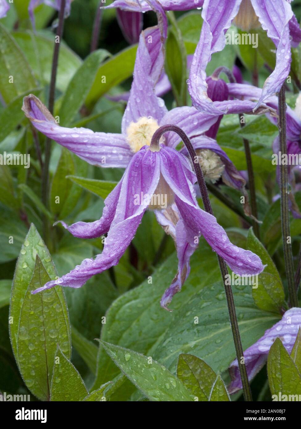 CLEMATIS INTEGRIFOLIA ROSE COLORED GLASSES Stock Photo