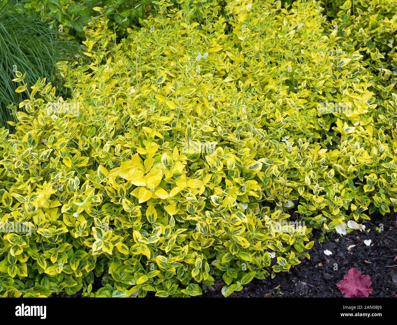 EUONYMUS FORTUNEI EMERALD  'N GOLD Stock Photo