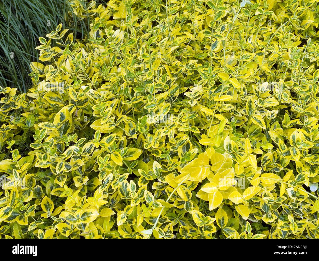 EUONYMUS FORTUNEI EMERALD 'N GOLD Stock Photo