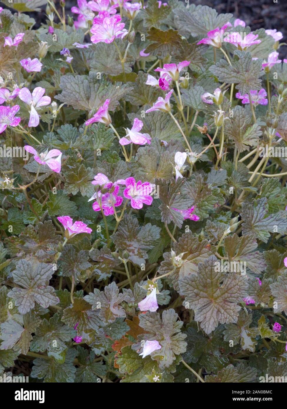 GERANIUM ORKNEY CHERRY Stock Photo - Alamy