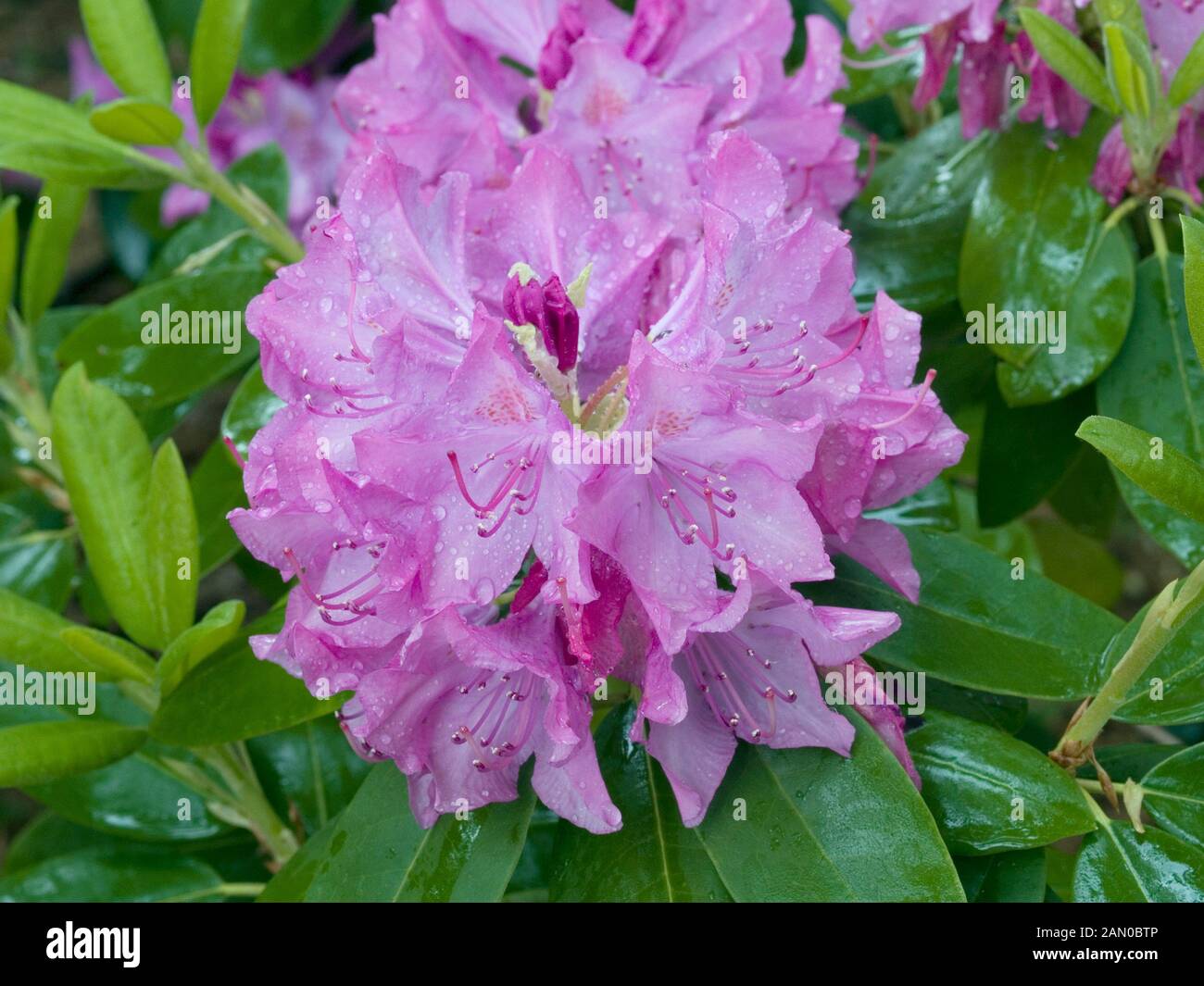 Rhododendron english roseum hi-res stock photography and images - Alamy