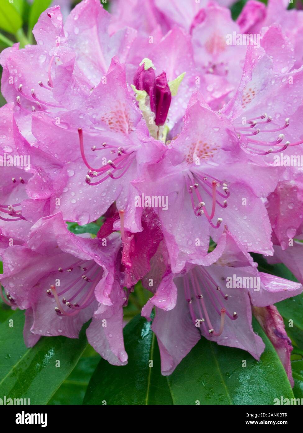 RHODODENDRON ENGLISH ROSEUM Stock Photo