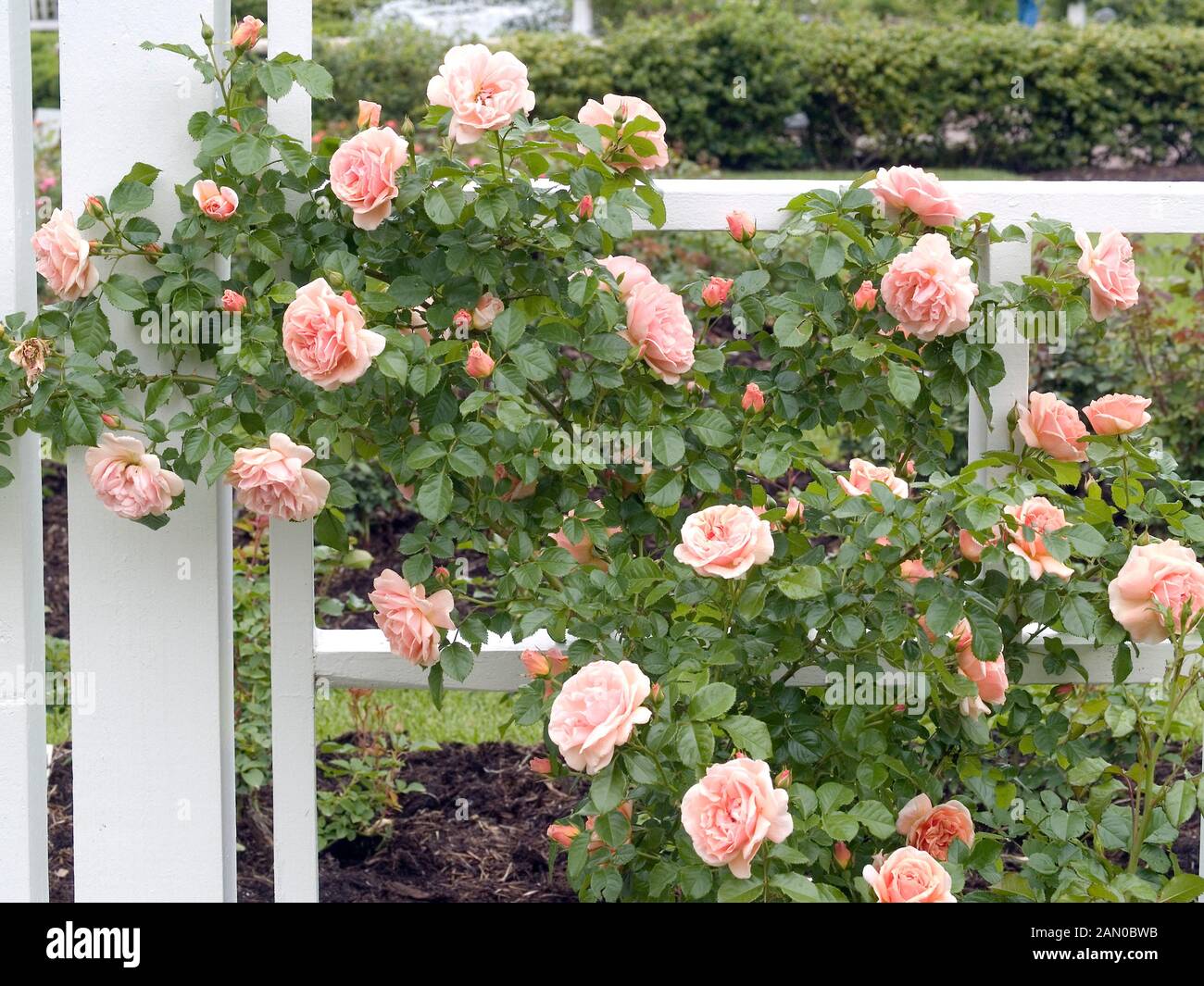 Rosa climbing apricot hi-res stock photography and images - Alamy