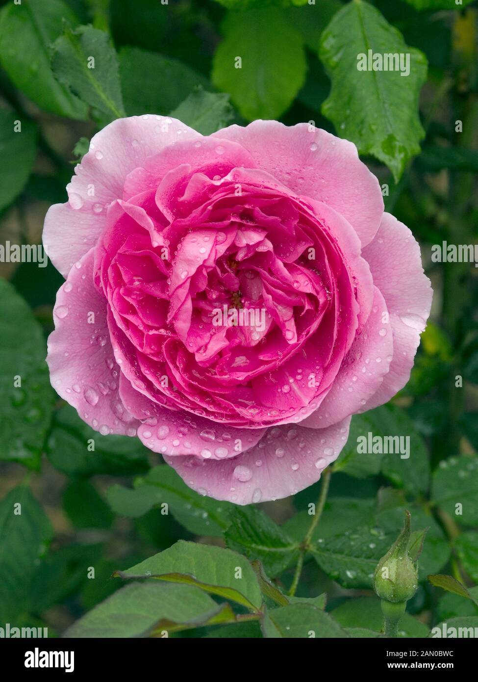 Amazing Rosa Gertrude Jekyll Gallery