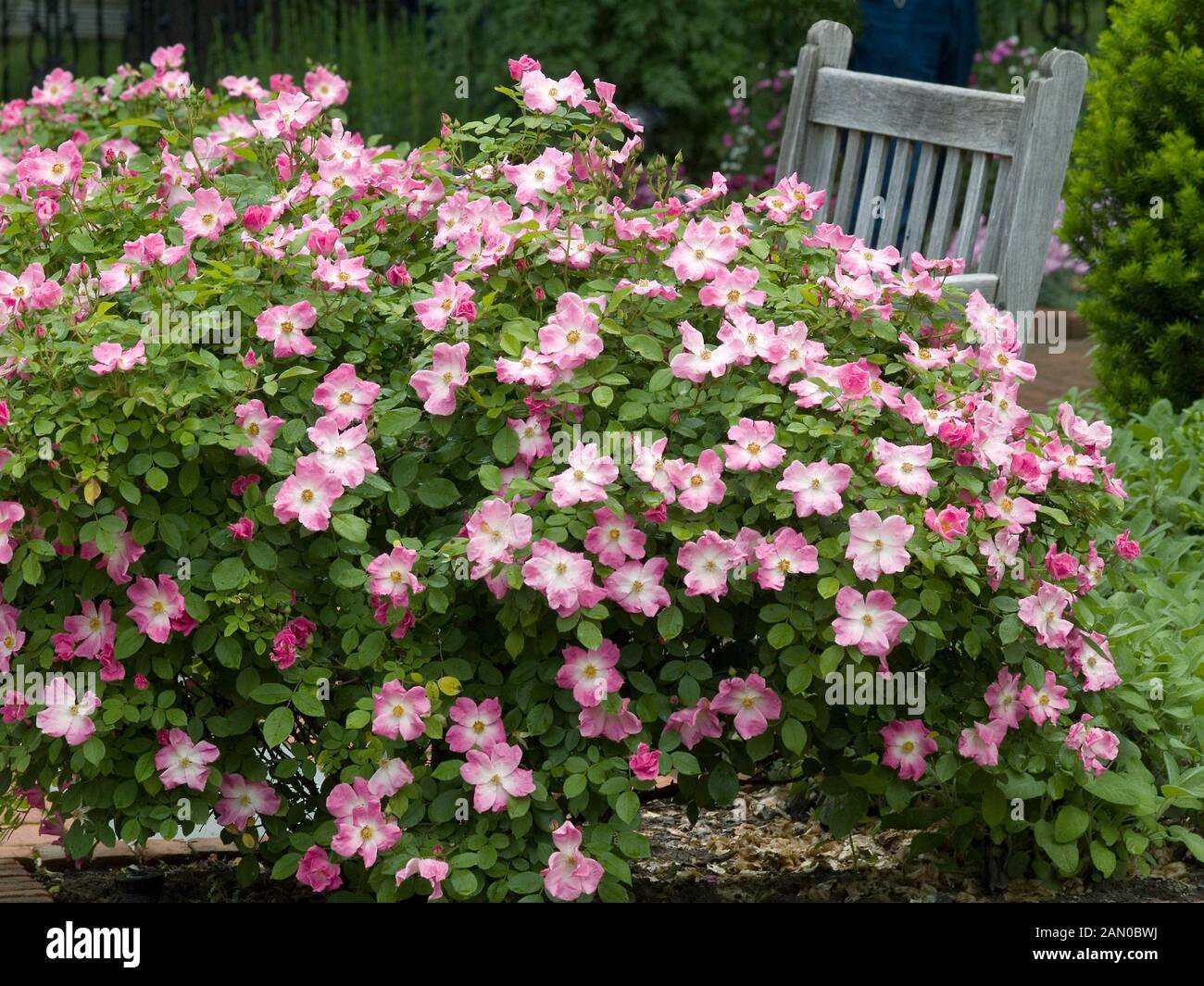 Rosa Nearly Wild High Resolution Stock Photography And Images Alamy