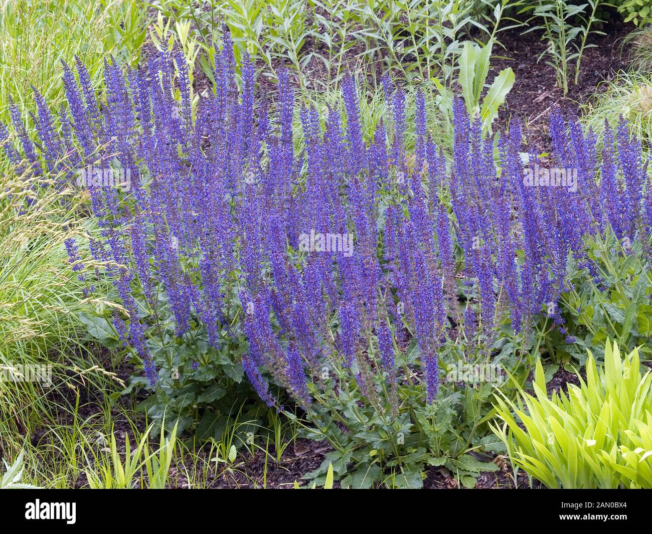 Salvia sylvestris mainacht hi-res stock photography and images - Alamy