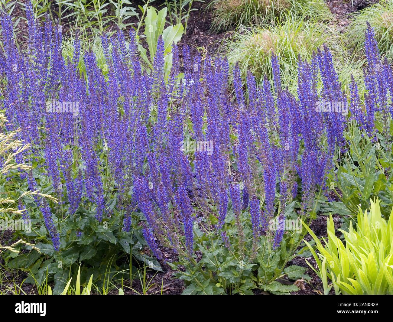 Salvia sylvestris may night hi-res stock photography and images - Alamy