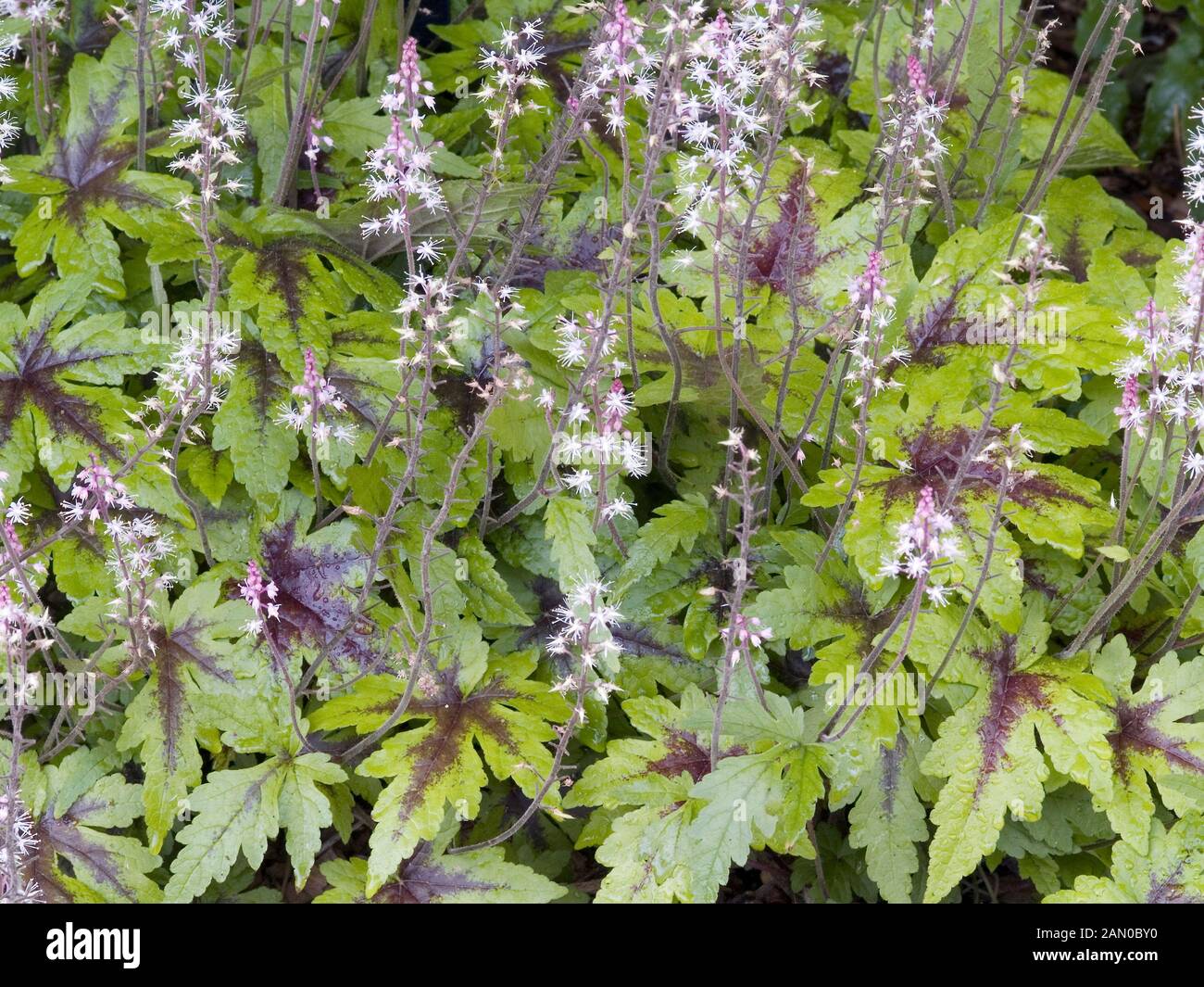 TIARELLA SUGAR AND SPICE Stock Photo - Alamy