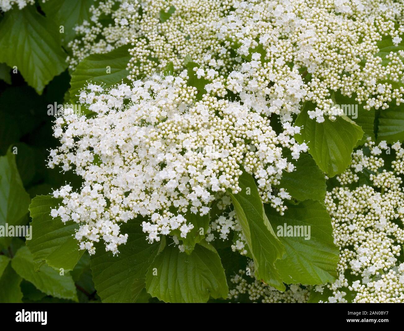 VIBURNUM DILATATUM ERIE Stock Photo Alamy