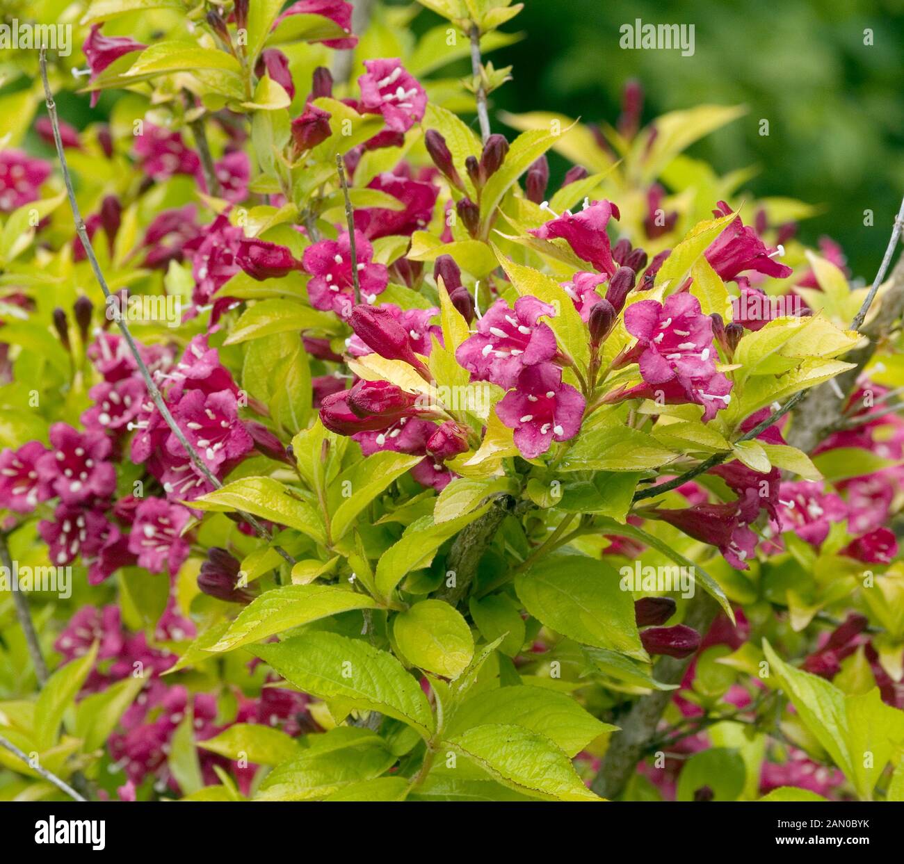 WEIGELA OLYMPIADE BRIANT RUBIDOR Stock Photo Alamy