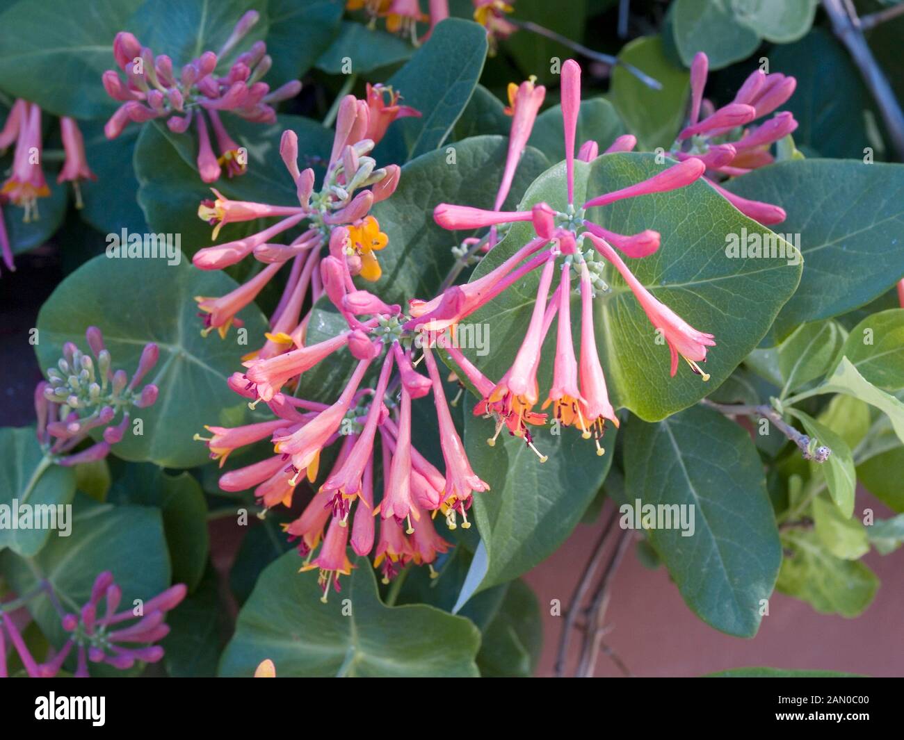 LONICERA SEMPERVIRENS MAGNIFICA Stock Photo