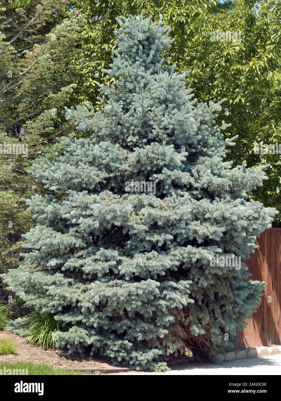 PICEA PUNGENS Stock Photo