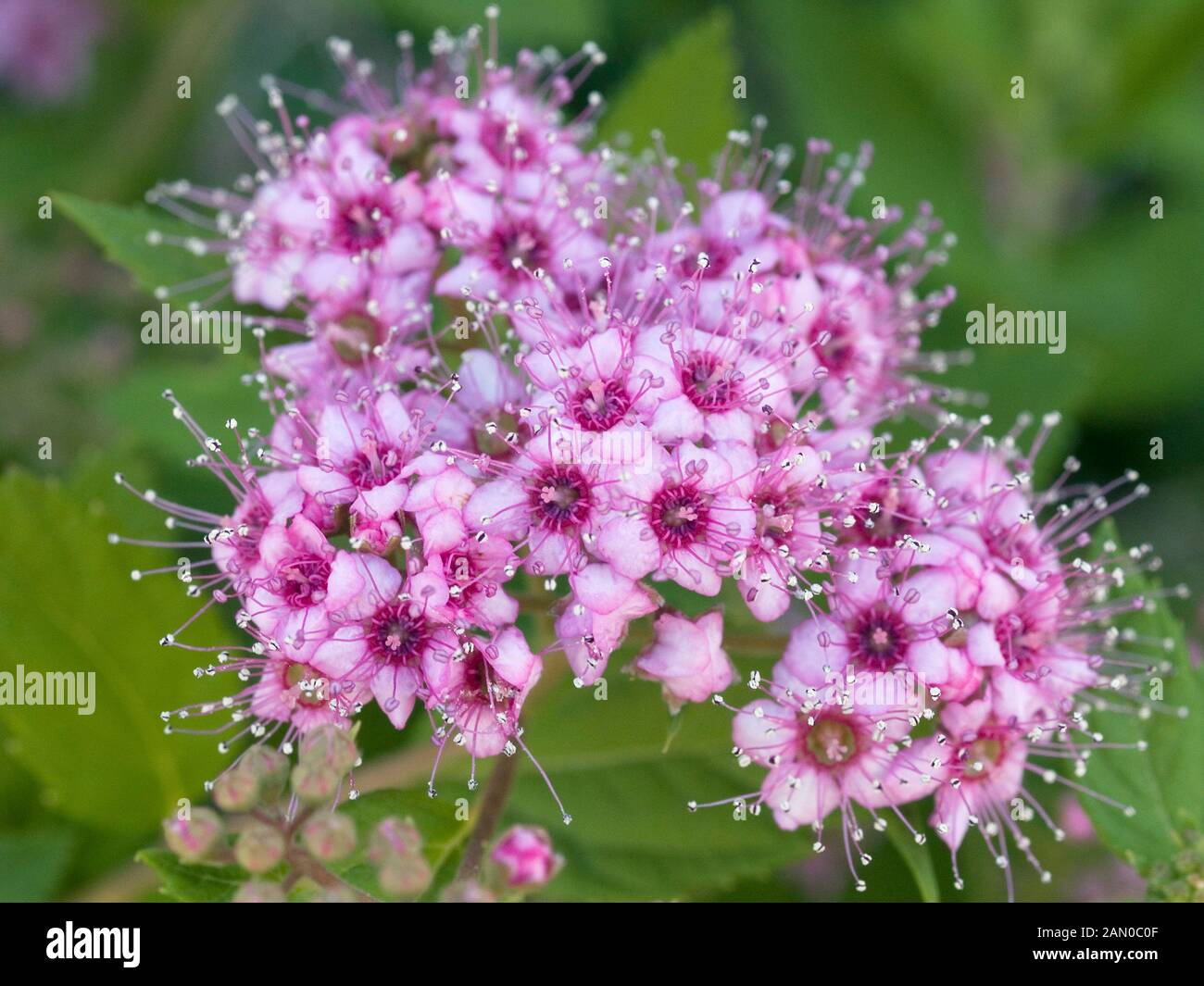Close up spirea japonica hi-res stock photography and images - Alamy