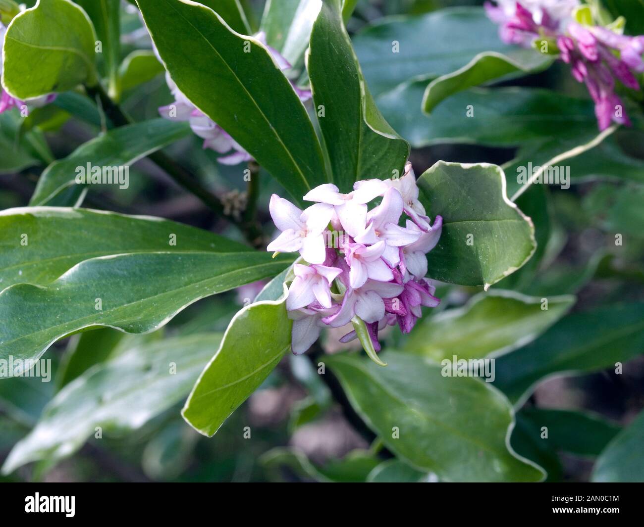 Daphne odora hi-res stock photography and images - Alamy