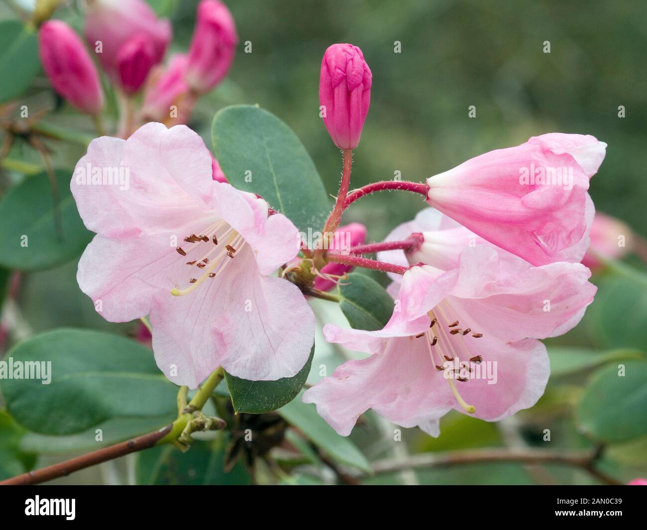 Maureen flowers hires stock photography and images Alamy