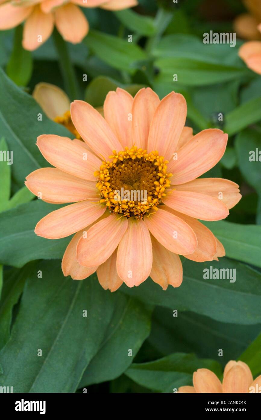 ZINNIA PROFUSION APRICOT Stock Photo Alamy