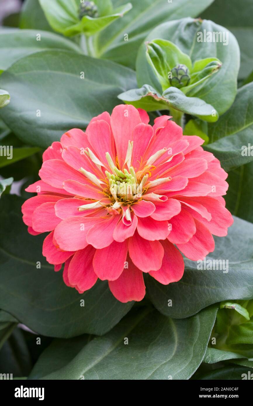 ZINNIA ELEGANS MAGELLAN CORAL Stock Photo Alamy