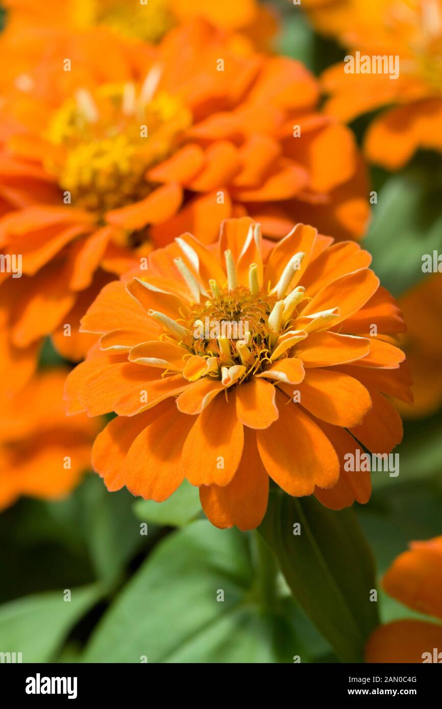 Zinnia elegans distance orange hires stock photography and images Alamy