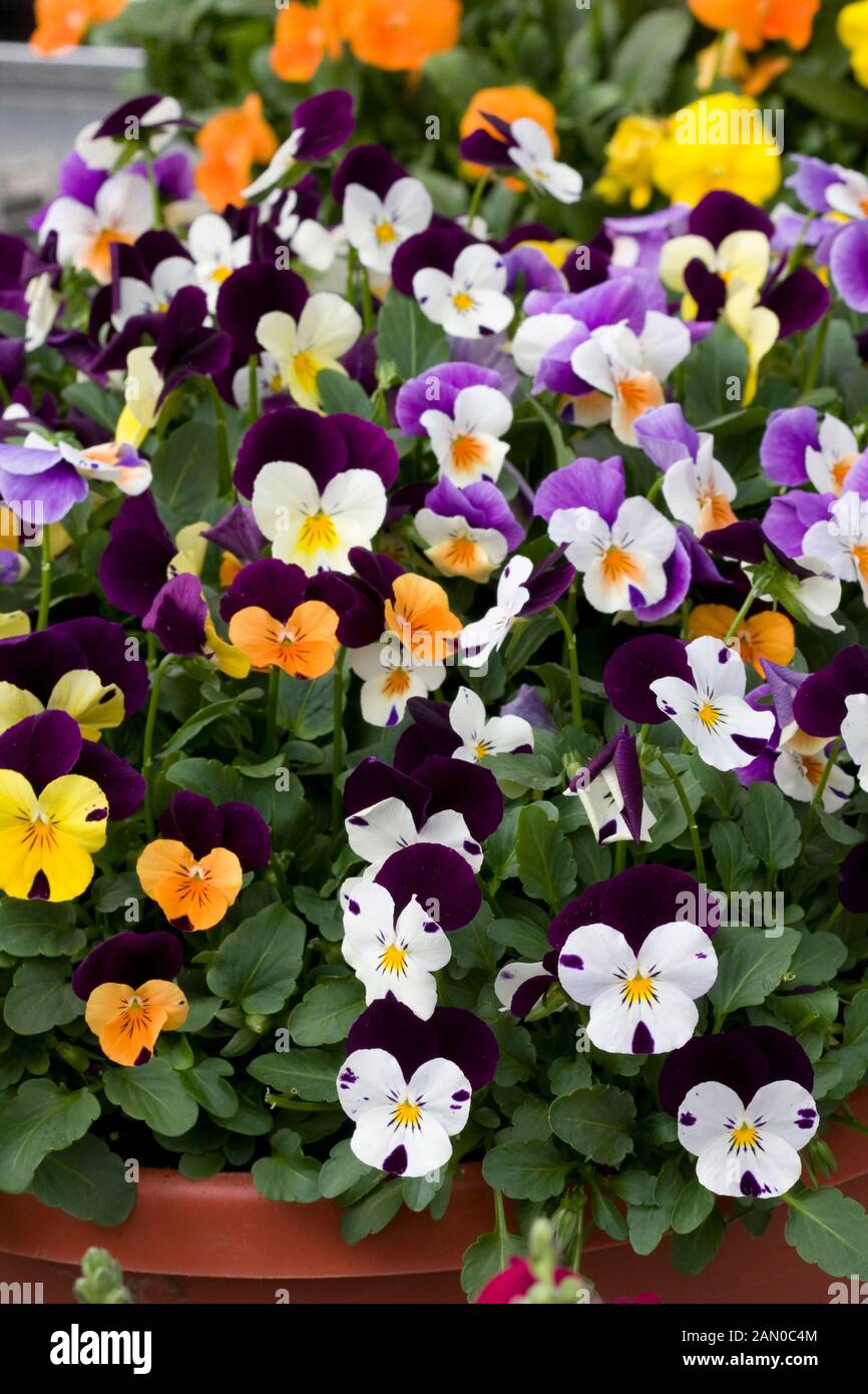 Viola in container hires stock photography and images Alamy