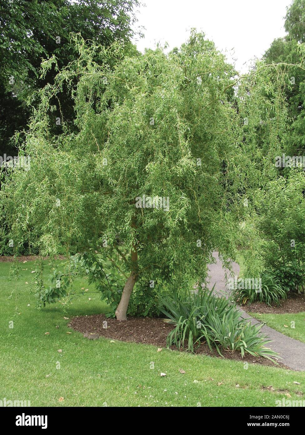 SALIX MATSUDANA TORTUOSA CORKSCREW WILLOW Stock Photo Alamy