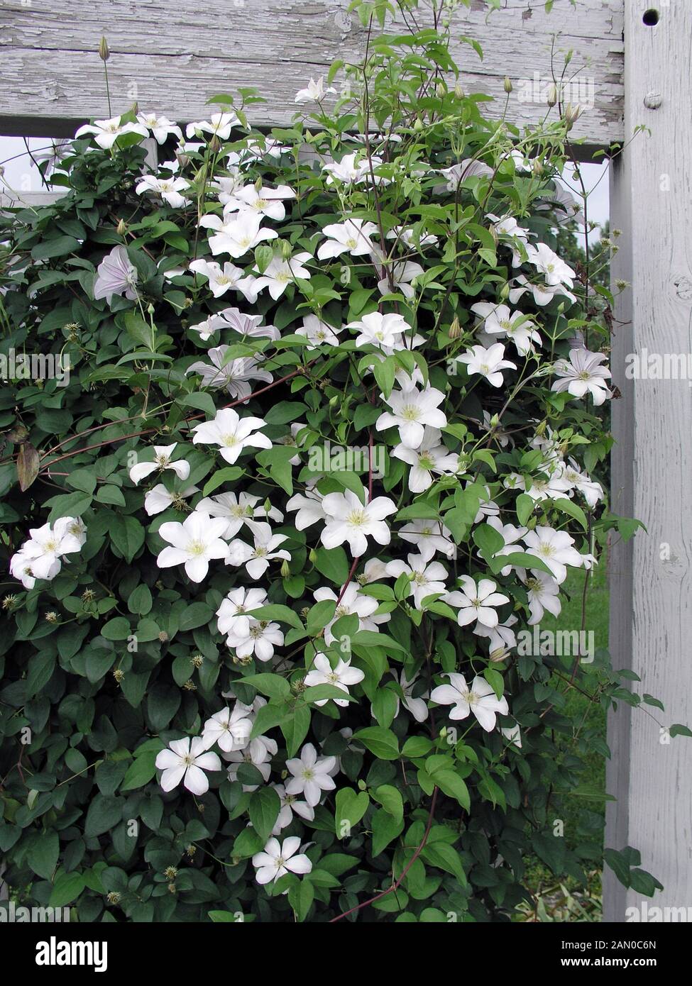 Page 2 Striped Clematis High Resolution Stock Photography And Images Alamy