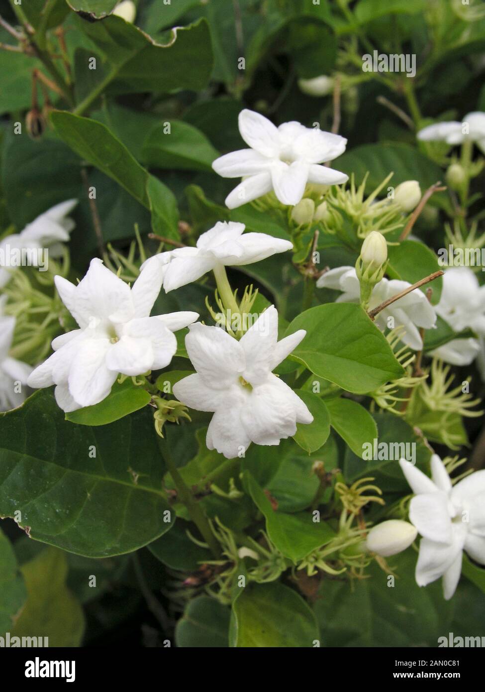 JASMINUM SAMBAC MAID OF ORLEANS Stock Photo Alamy