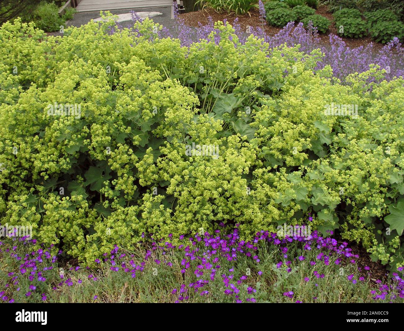 ALCHEMILLA MOLLIS AUSLESE (LADYS MANTLE) Stock Photo