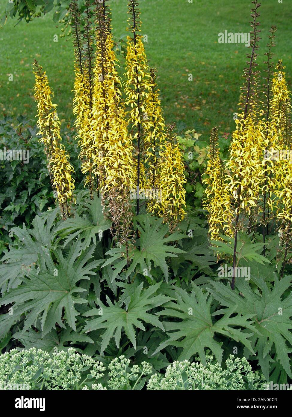 LIGULARIA PRZEWALSKII (LEOPARD PLANT) Stock Photo