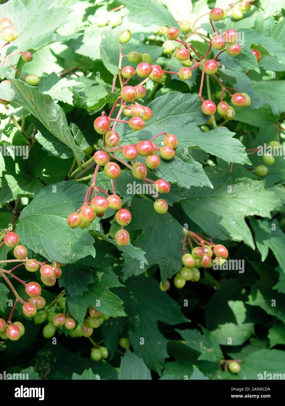 Viburnum Trilobum Wentworth (american Cranberrybush Stock Photo - Alamy