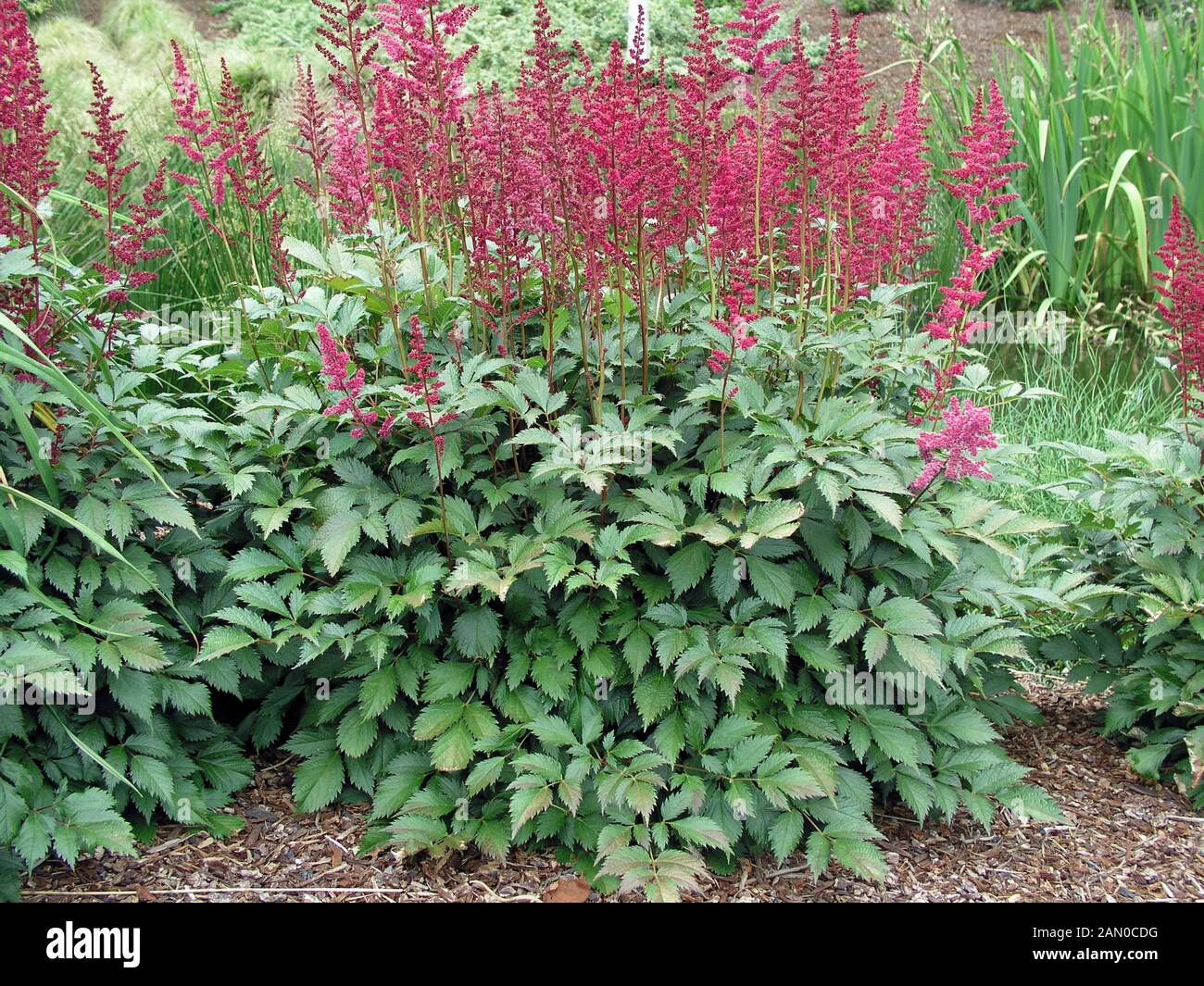 ASTILBE X ARENDSII 'FANAL' (AGM) Stock Photo