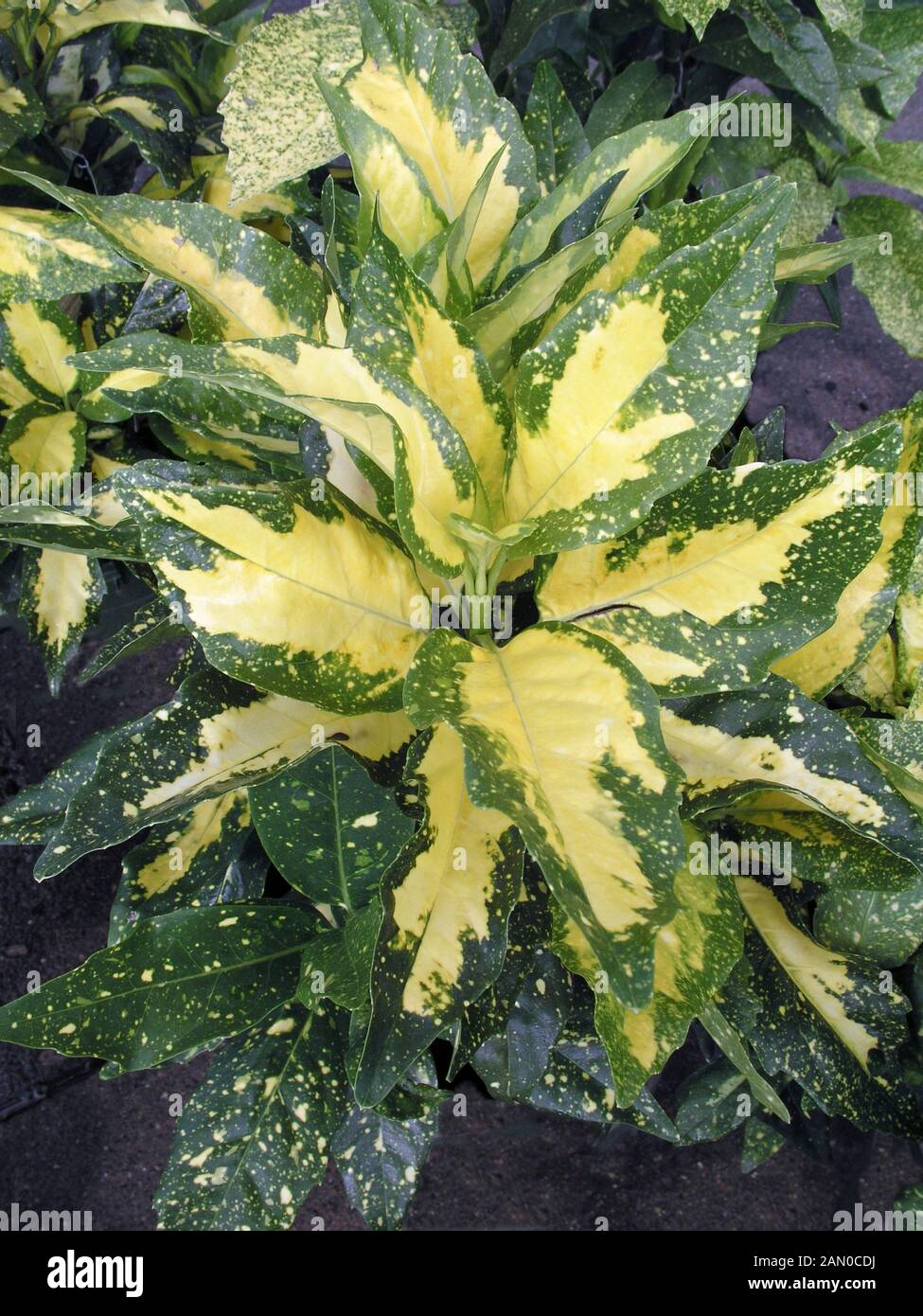 Aucuba japonica picturata hi-res stock photography and images - Alamy