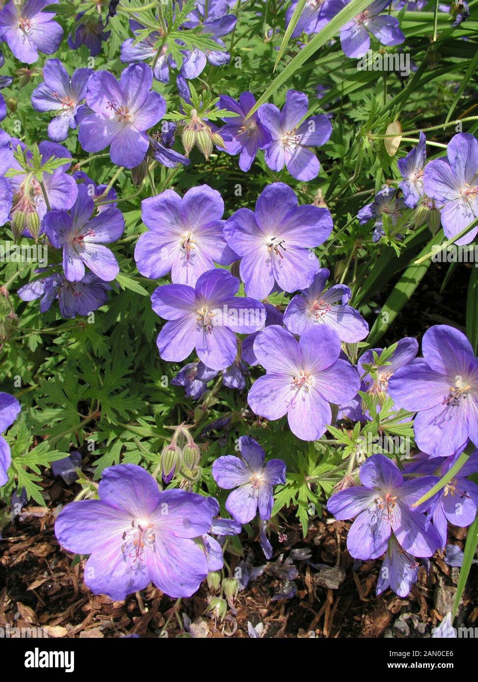 GERANIUM 'JOHNSON'S BLUE' Stock Photo Alamy