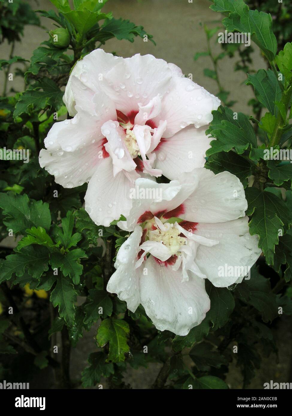 HIBISCUS SYRIACUS LADY STANLEY Stock Photo - Alamy