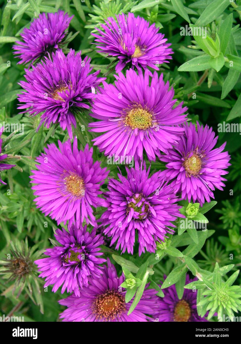 ASTER NOVI BELGII PURPLE DOME (MICHAELMAS DAISY) Stock Photo