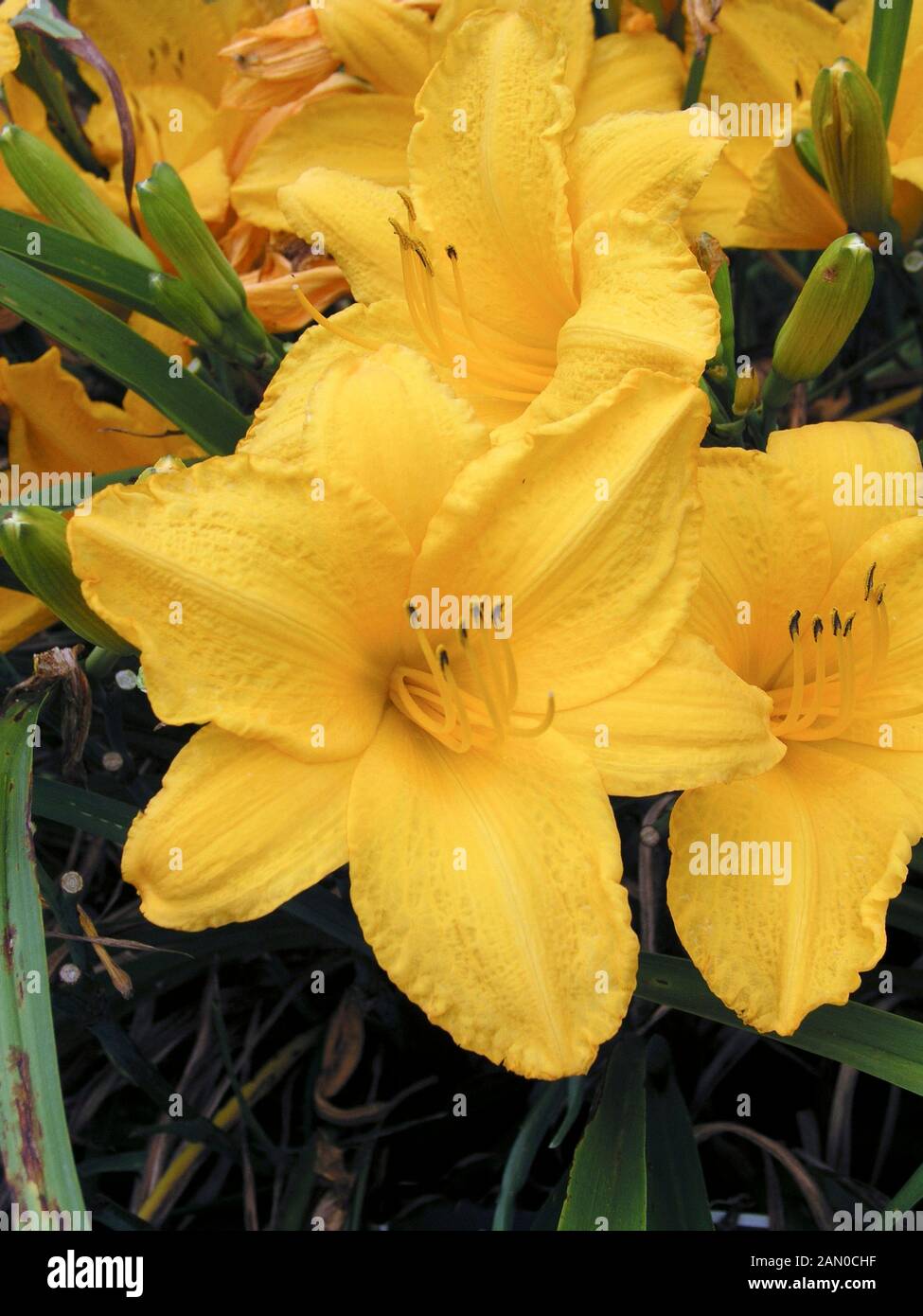 HEMEROCALLIS GOLDEN PRIZE (DAY LILY Stock Photo - Alamy