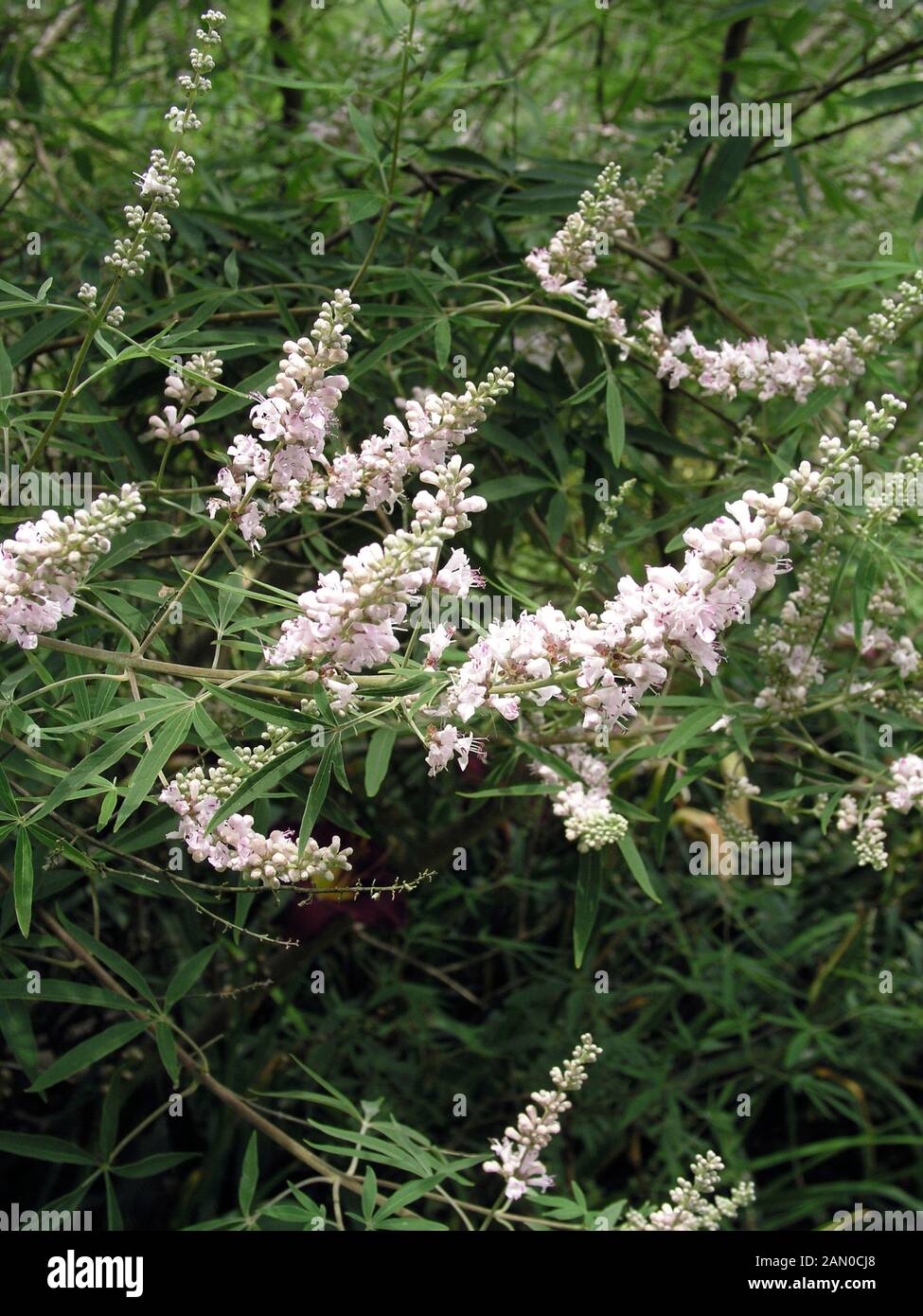 VITEX AGNUS CASTUS WHITE (CHASTE TREE Stock Photo Alamy
