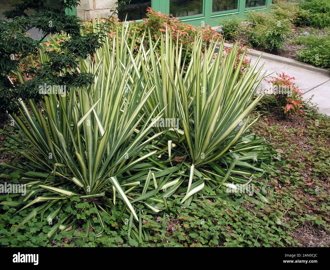 YUCCA 'GARLAND GOLD'  IN BORDER WITH SHRUBS Stock Photo