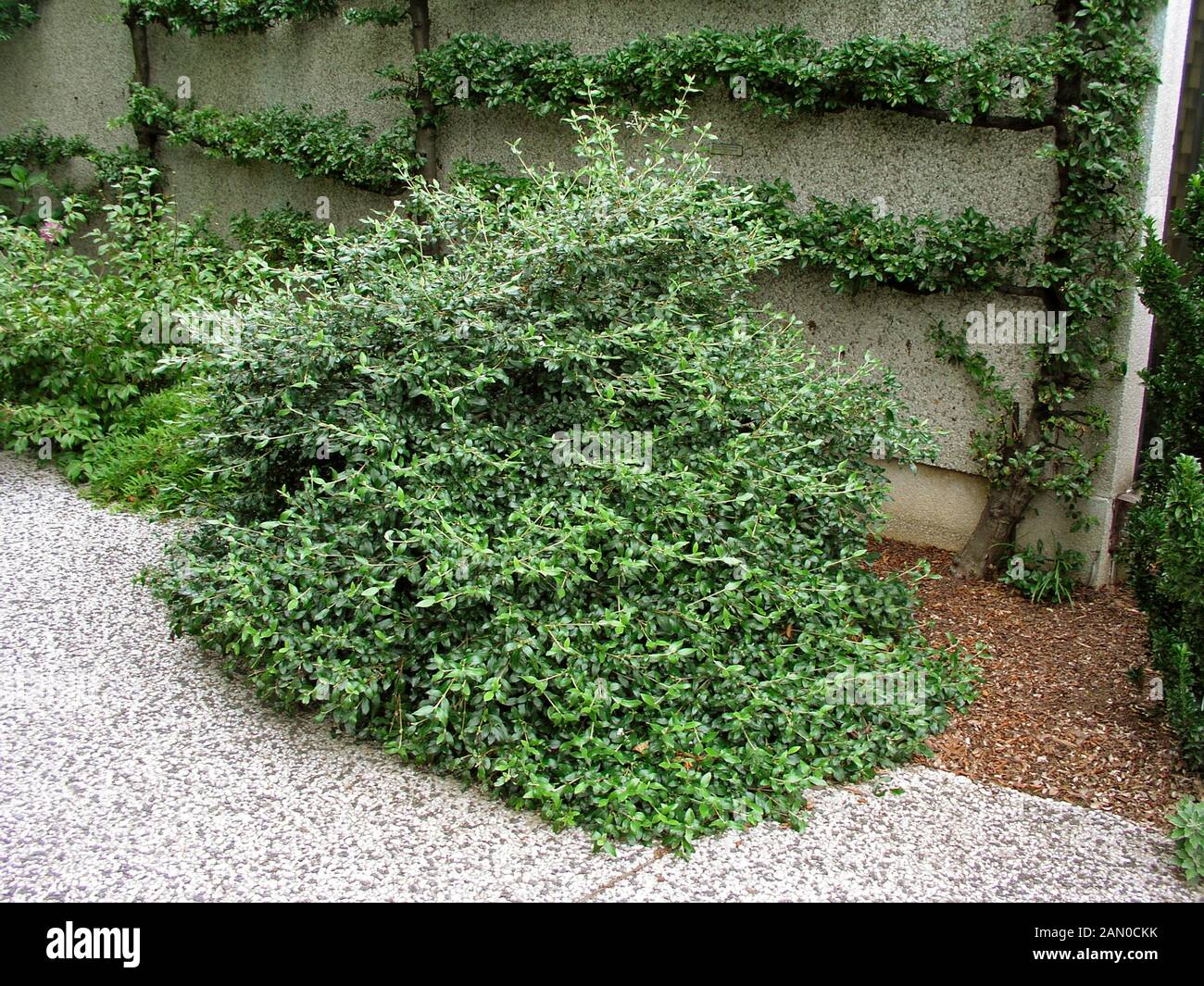 VIBURNUM BURKWOODII CONOY Stock Photo Alamy
